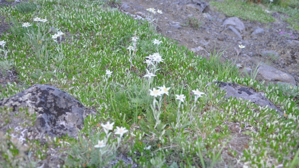 Edelweiss Meadow